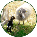 Tiere