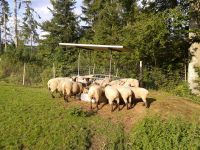 Bilder unserer Tiere