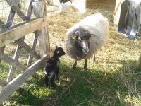 Bilder unserer Tiere