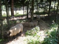 Bilder unserer Tiere