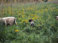 Bilder unserer Tiere