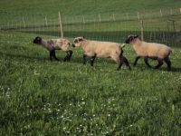 Bilder unserer Tiere