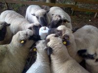 Bilder unserer Tiere