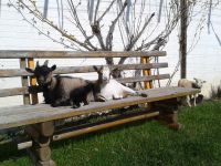 Bilder unserer Tiere