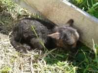 Bilder unserer Tiere