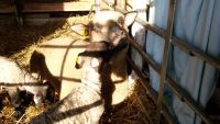 Bilder unserer Tiere