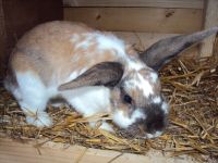 Bilder unserer Tiere