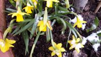 Frühling