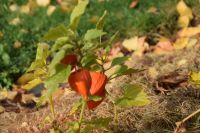 Herbst 2018