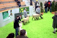 Landesschafschau 2019