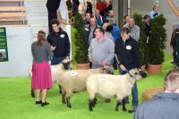Landesschafschau 2019