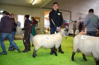 Landesschafschau 2019