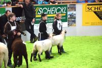 Landesschafschau 2019