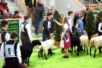 Landesschafschau 2019
