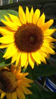 Sommer