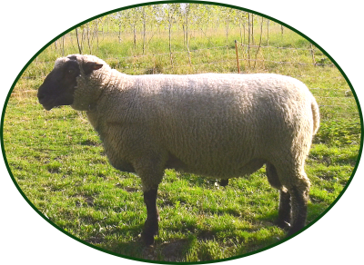 Das Shropshire Schaf Das Shropshire Schaf