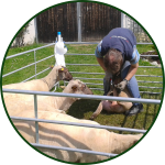 Klauenpflege